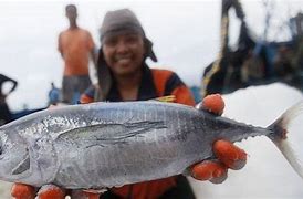 Apakah Ikan Tongkol Itu Ikan Tuna