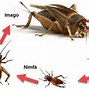 Jangkrik Termasuk Hewan Metamorfosis Tidak Sempurna